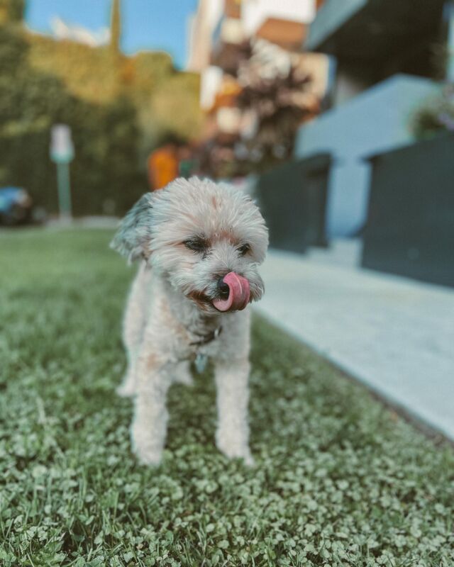 | happy 15th birthday, Oliver🥳 

I remember the day i picked him out of the litter, the day i brought him home and so many milestones between 2008 and now. Ollie has been by my side my entire adult life. He’s provided so much love, comfort and joy in his 105 doggy years not just to me, but everyone he sets his little paws on 🐾  I’m so fortunate to be able to bring him to work with me so all my clients can get their fill too.

Everly has always loved animals so much and to watch her grow up with Ollie and learn to be compassionate and now take care of him in his old age, makes me get misty eyed. This is her “bud” and it just warms my heart so see her love and adore him as much as i do🥹

Old age isn’t easy for any of us on earth… even our furry friends. Ollie has kidney and liver disease which is common in older dogs so we make all his meals, make sure he takes his meds and shower him with so much love and attention.  He has to go out a few times in the middle of the night and it reminds me of the newborn stage w E 🥱😴

Regardless of the “inconvenience”, my heart overflows for this furball and I’m so grateful he’s still here with us and is doing fairly well. 
HAPPY BIRTHDAY, Oliver Brownies🐶🥳